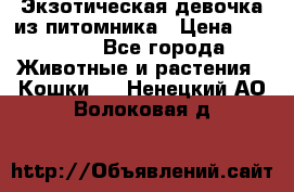Экзотическая девочка из питомника › Цена ­ 25 000 - Все города Животные и растения » Кошки   . Ненецкий АО,Волоковая д.